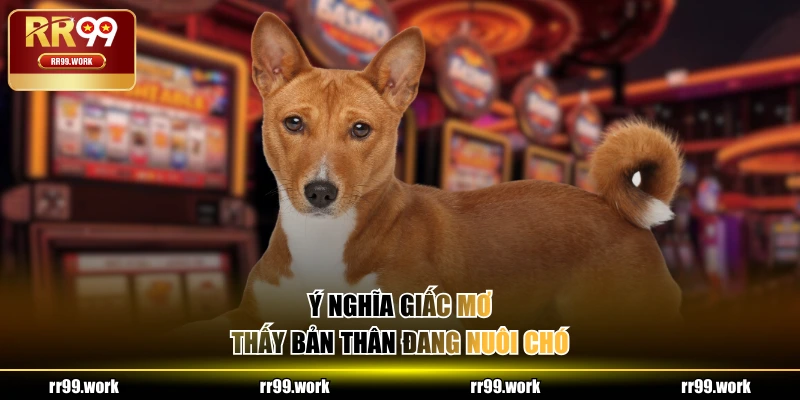 Ý nghĩa giấc mơ thấy bản thân đang nuôi chó